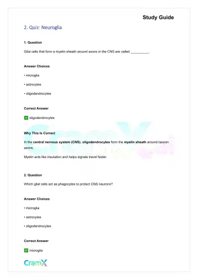 Anatomy and Physiology - Nervous Tissue - Page 3 preview image