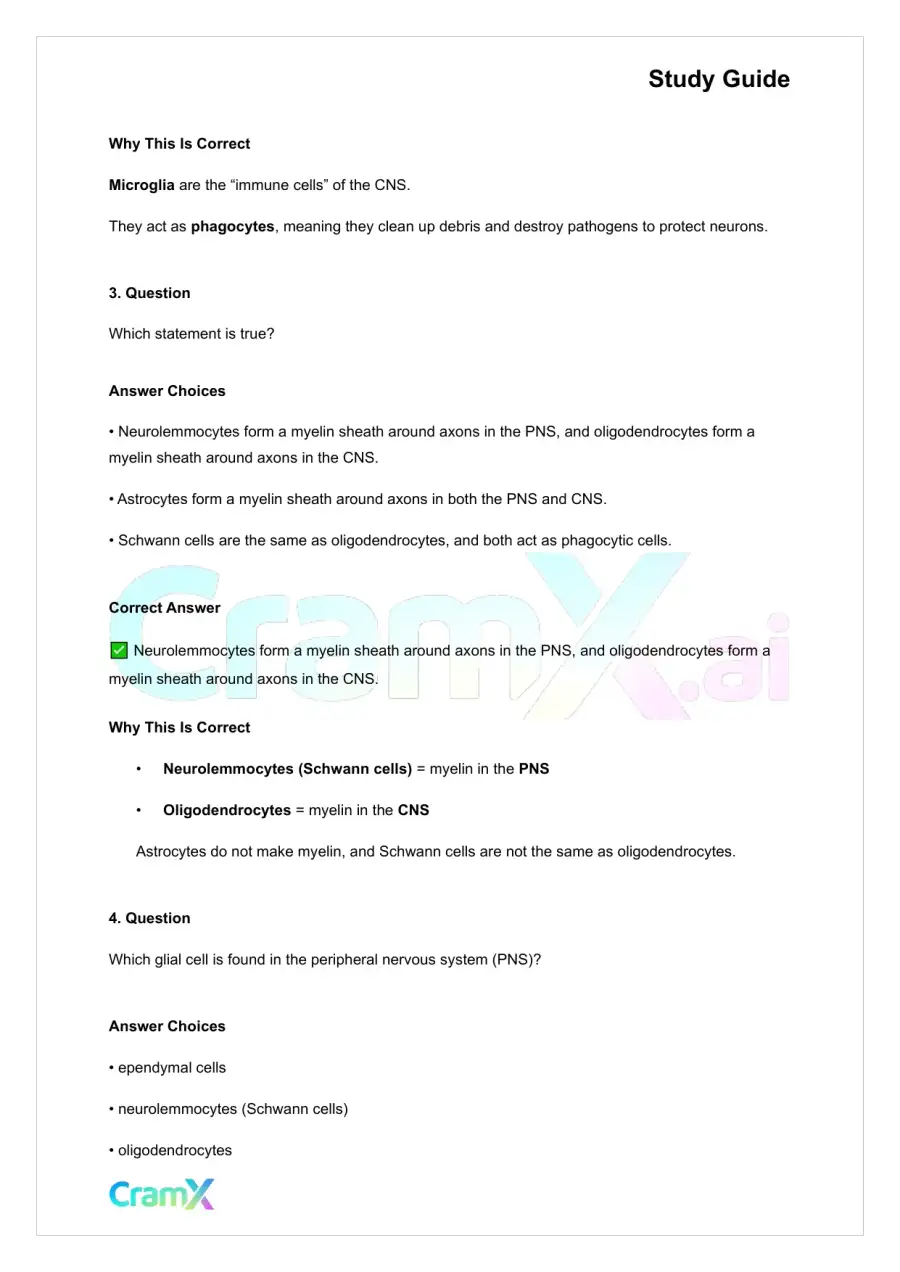 Anatomy and Physiology - Nervous Tissue, page 4