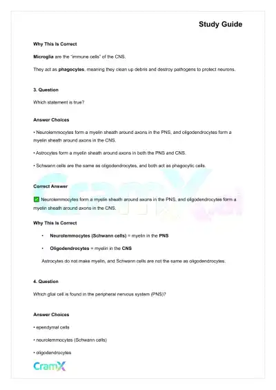Anatomy and Physiology - Nervous Tissue - Page 4 preview image