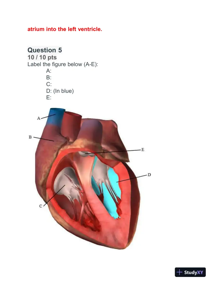 BIOD152 Cardiovascular Module Exam With Answers (32 Solved Questions), page 4