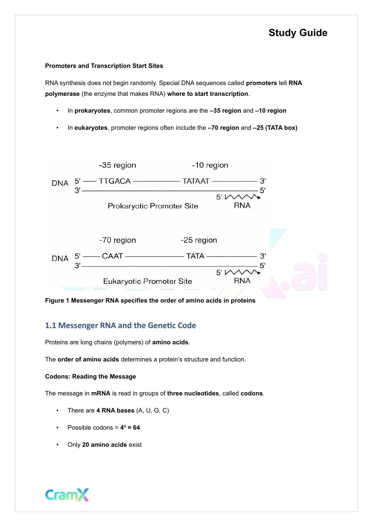 Biochemistry I - Overview of Biological Information Flow - Page 2 preview image
