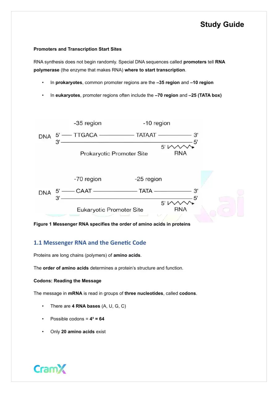 Biochemistry I - Overview of Biological Information Flow, page 2