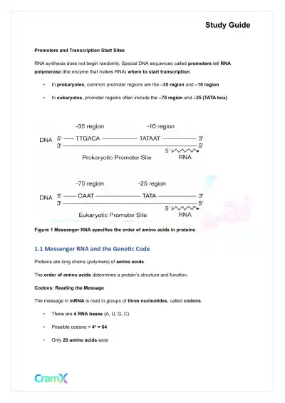 Biochemistry I - Overview of Biological Information Flow - Page 2 preview image