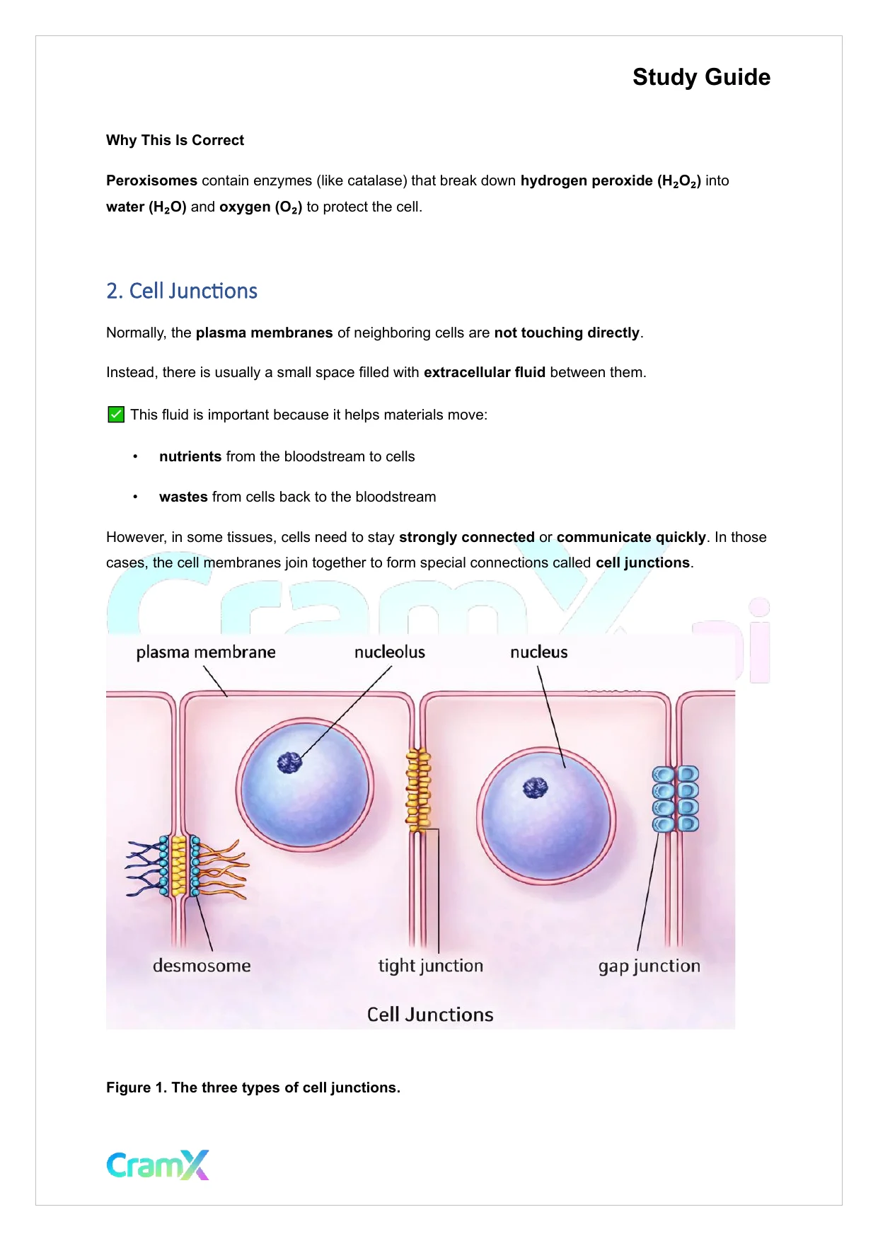 Anatomy and Physiology - The Cell - Page 6 preview image