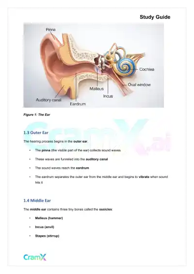 Psychology - Psychology Sensation - Page 2 preview image