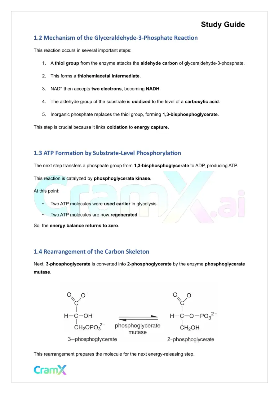 Biochemistry I - Glycolysis, page 2