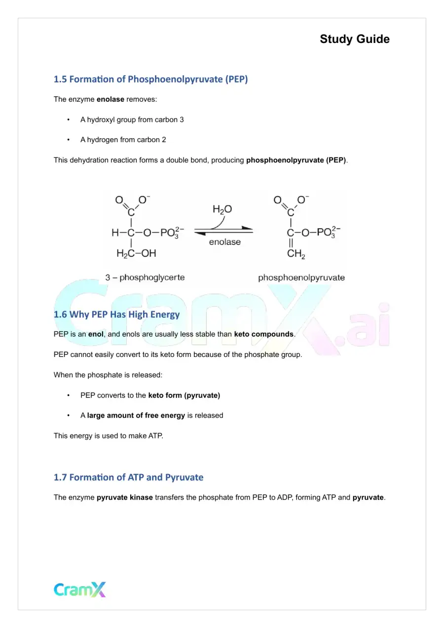Biochemistry I - Glycolysis, page 3