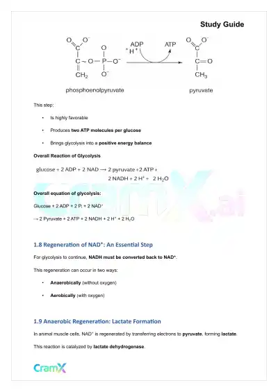 Biochemistry I - Glycolysis - Page 4 preview image