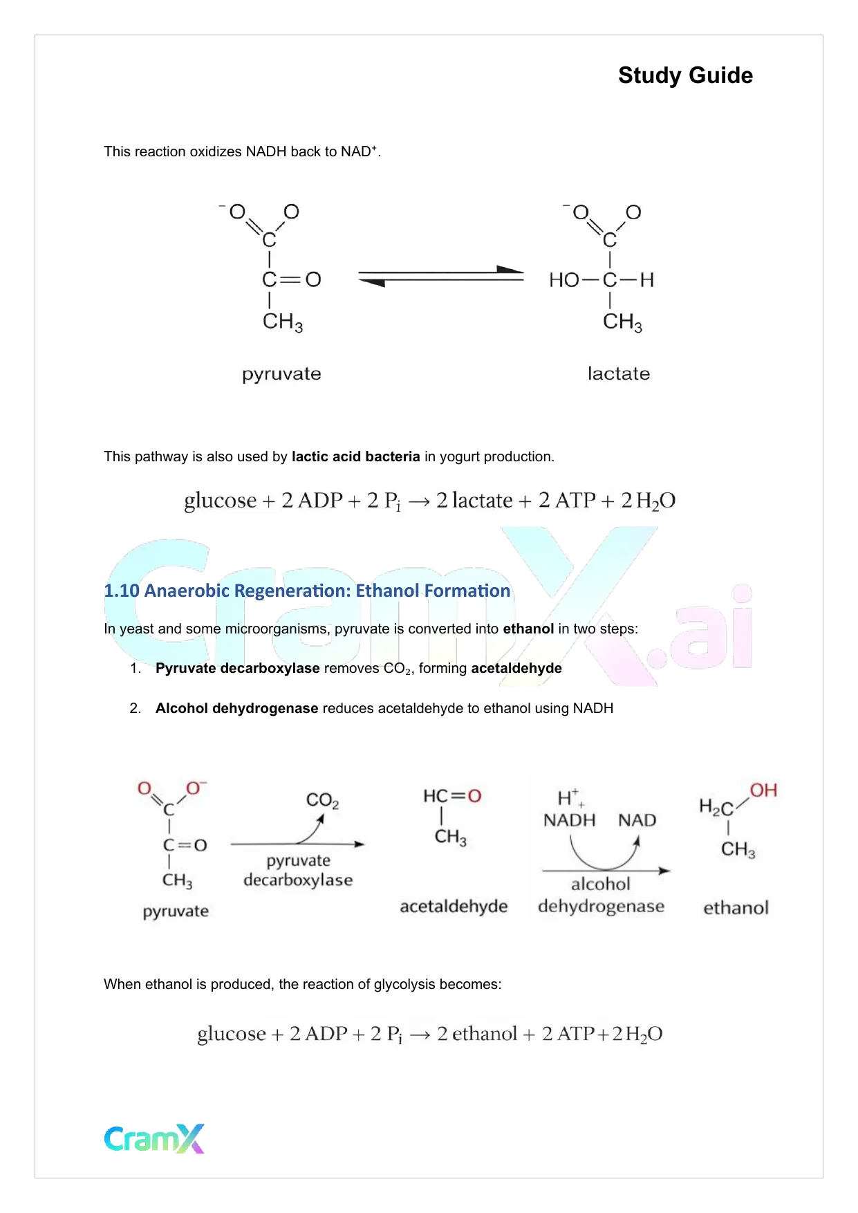 Biochemistry I - Glycolysis - Page 5 preview image
