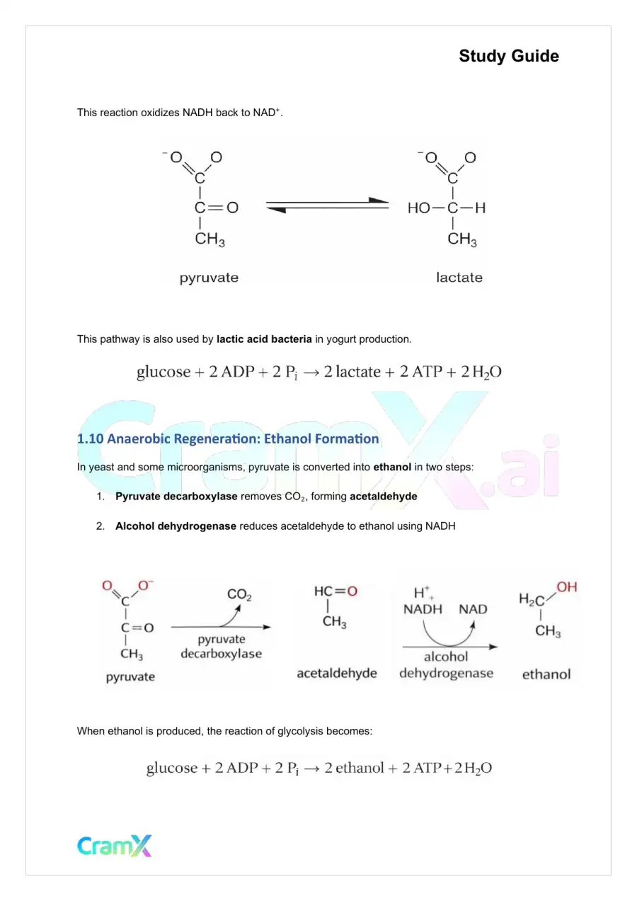 Biochemistry I - Glycolysis, page 5