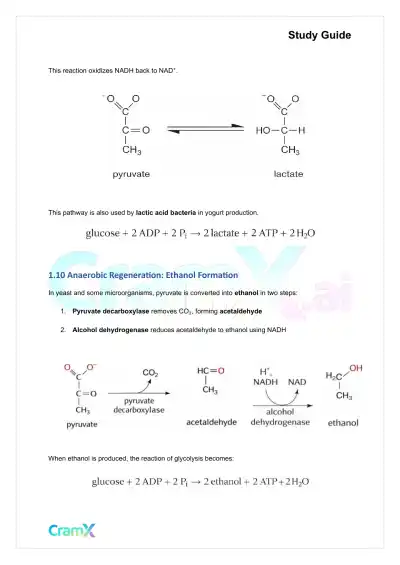 Biochemistry I - Glycolysis - Page 5 preview image