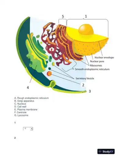 BIOD171 Biology Final Exam With Answers (39 Solved Questions) - Page 4 preview image