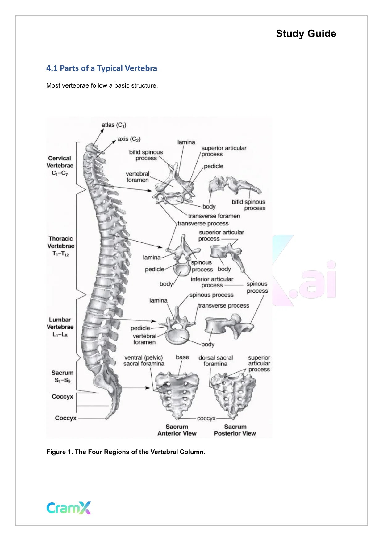Anatomy and Physiology - The Skeletal System - Page 8 preview image