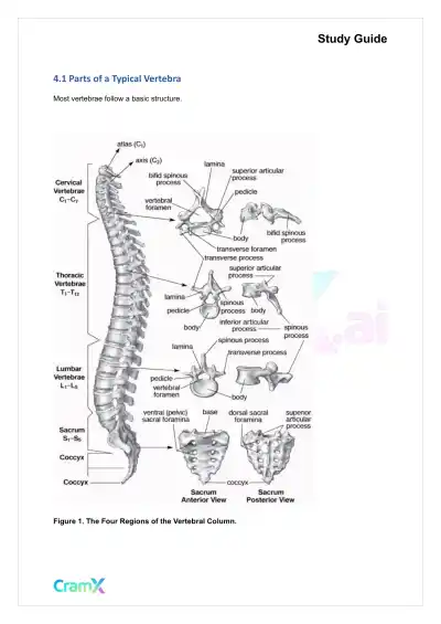 Anatomy and Physiology - The Skeletal System - Page 8 preview image