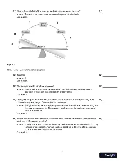 Human Anatomy And Physiology, 9th Edition Test Bank - Page 12 preview image