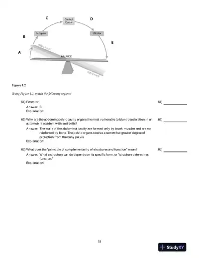 Human Anatomy And Physiology, 9th Edition Test Bank - Page 16 preview image