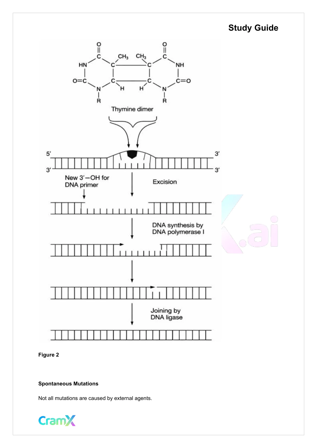 Biochemistry-II - DNA Structure, Replication, and Repair - Page 4 preview image