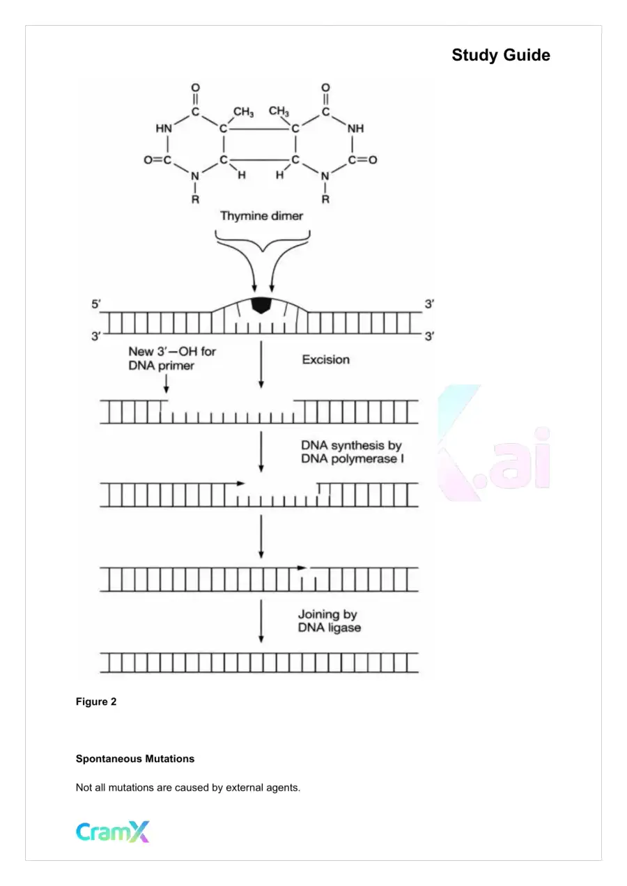 Biochemistry-II - DNA Structure, Replication, and Repair, page 4