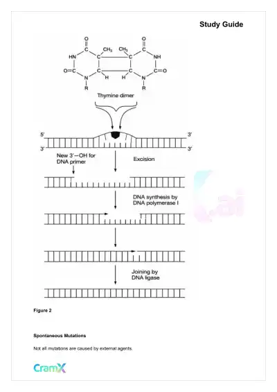 Biochemistry-II - DNA Structure, Replication, and Repair - Page 4 preview image