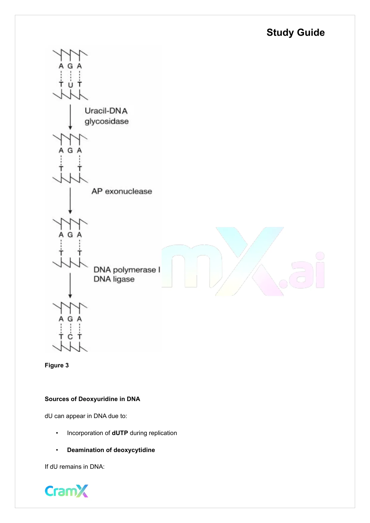 Biochemistry-II - DNA Structure, Replication, and Repair - Page 7 preview image