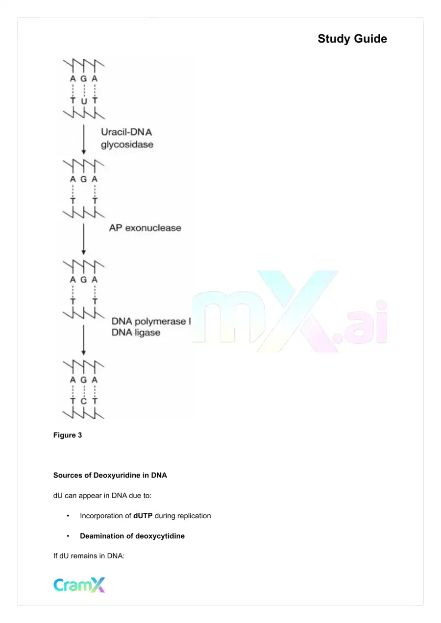Biochemistry-II - DNA Structure, Replication, and Repair, page 7