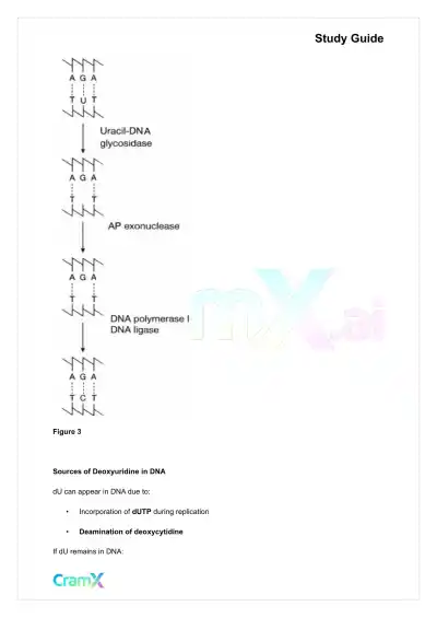 Biochemistry-II - DNA Structure, Replication, and Repair - Page 7 preview image