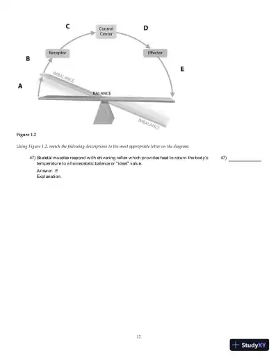 Test Bank For Anatomy & Physiology, 6th Edition - Page 13 preview image