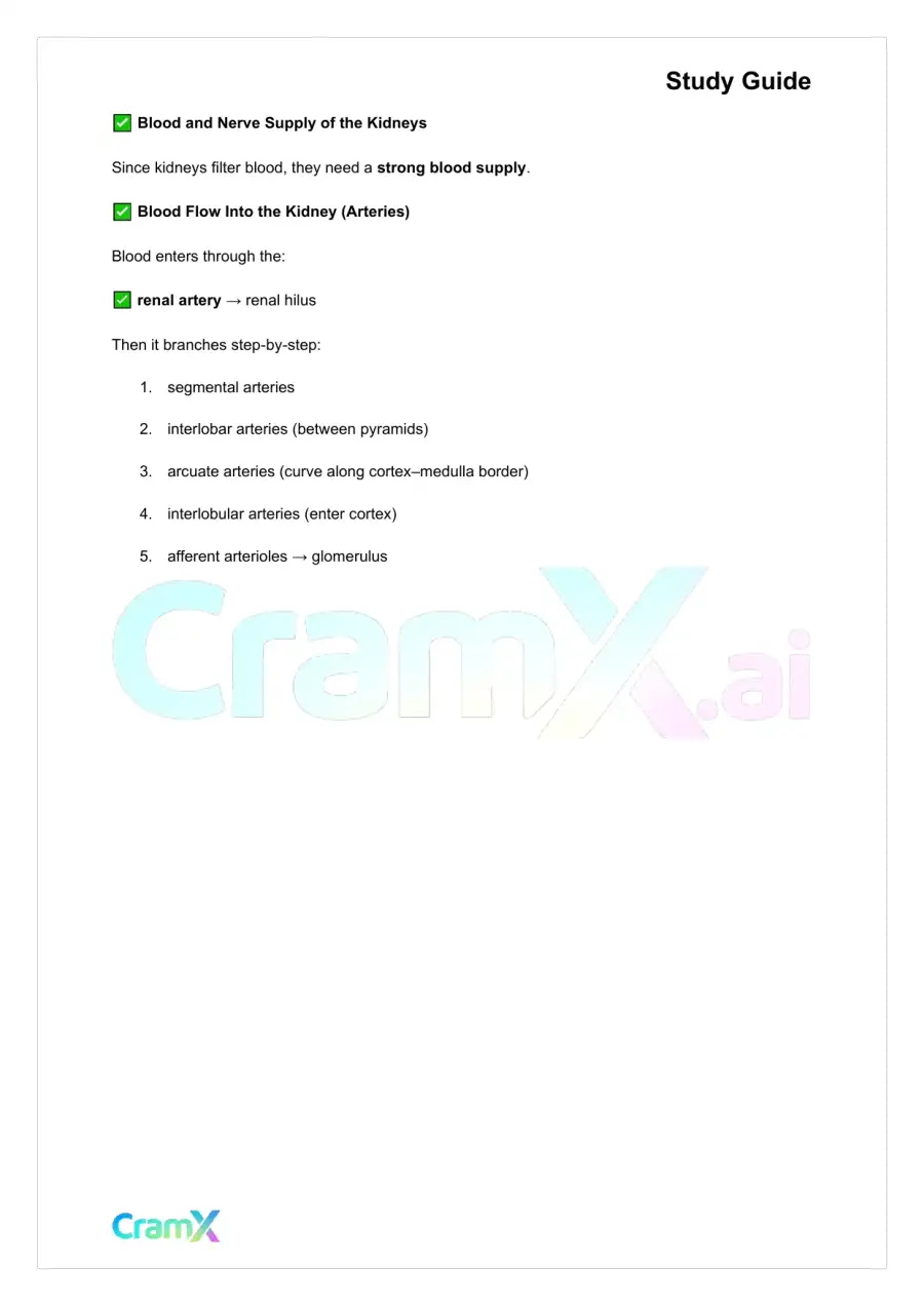 Anatomy and Physiology - The Urinary System, page 10