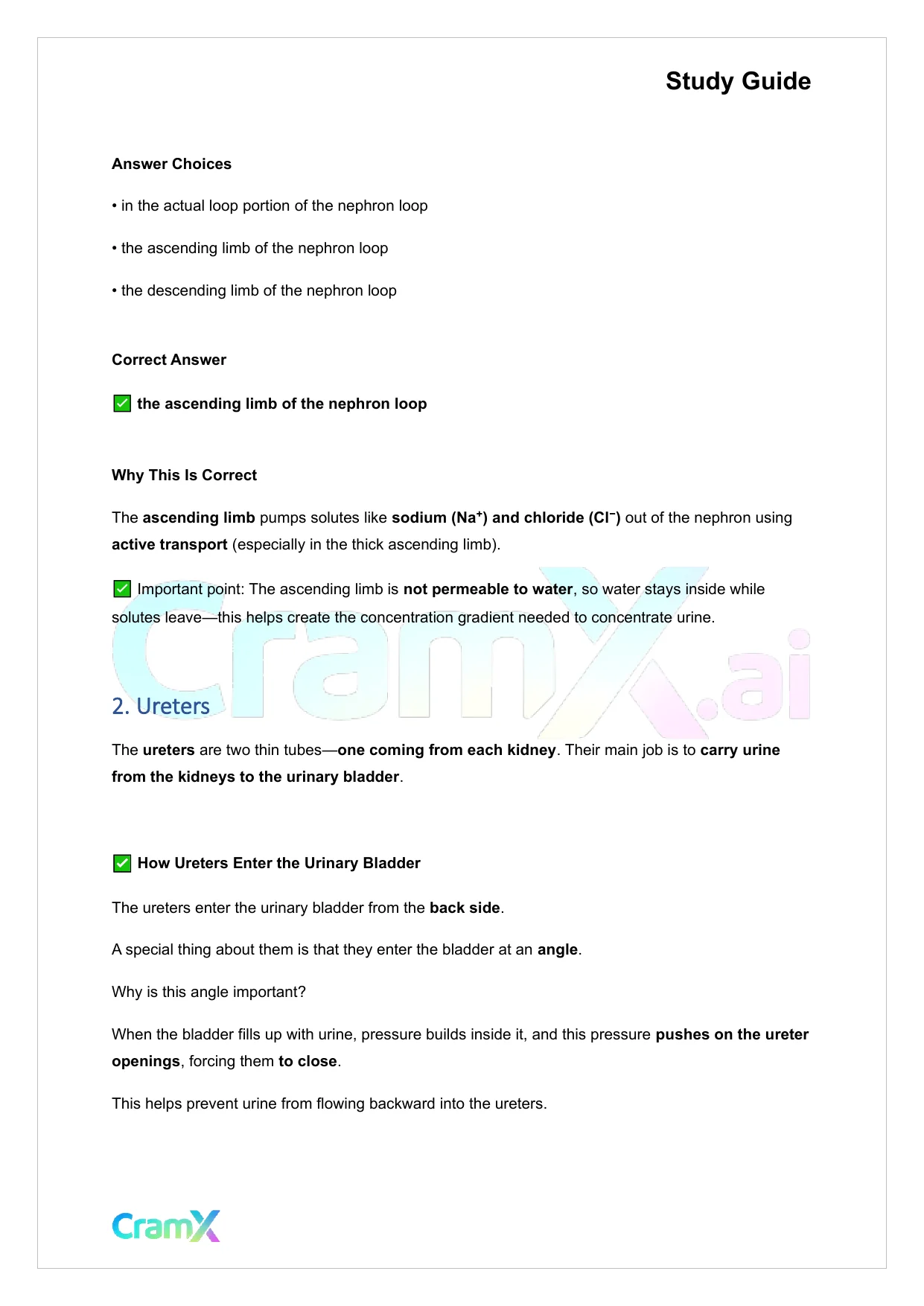 Anatomy and Physiology - The Urinary System - Page 2 preview image