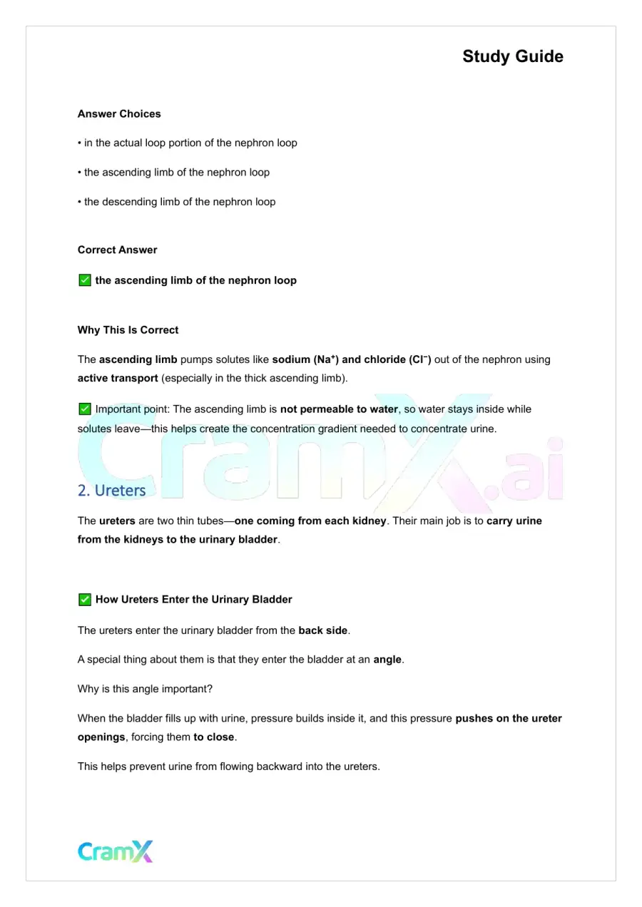 Anatomy and Physiology - The Urinary System, page 2