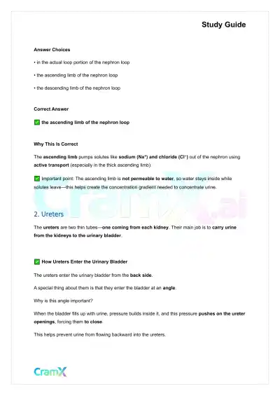 Anatomy and Physiology - The Urinary System - Page 2 preview image