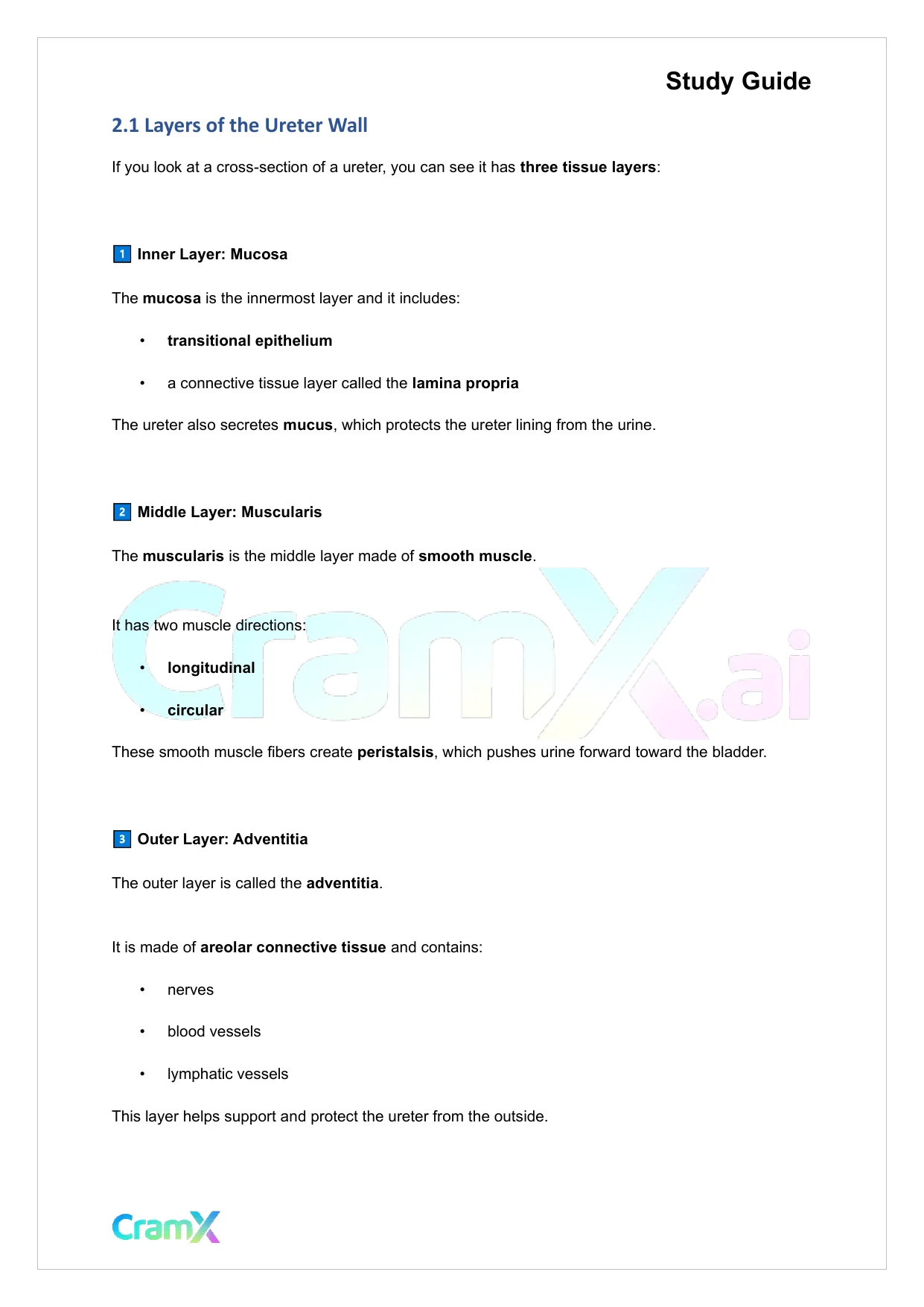 Anatomy and Physiology - The Urinary System - Page 3 preview image