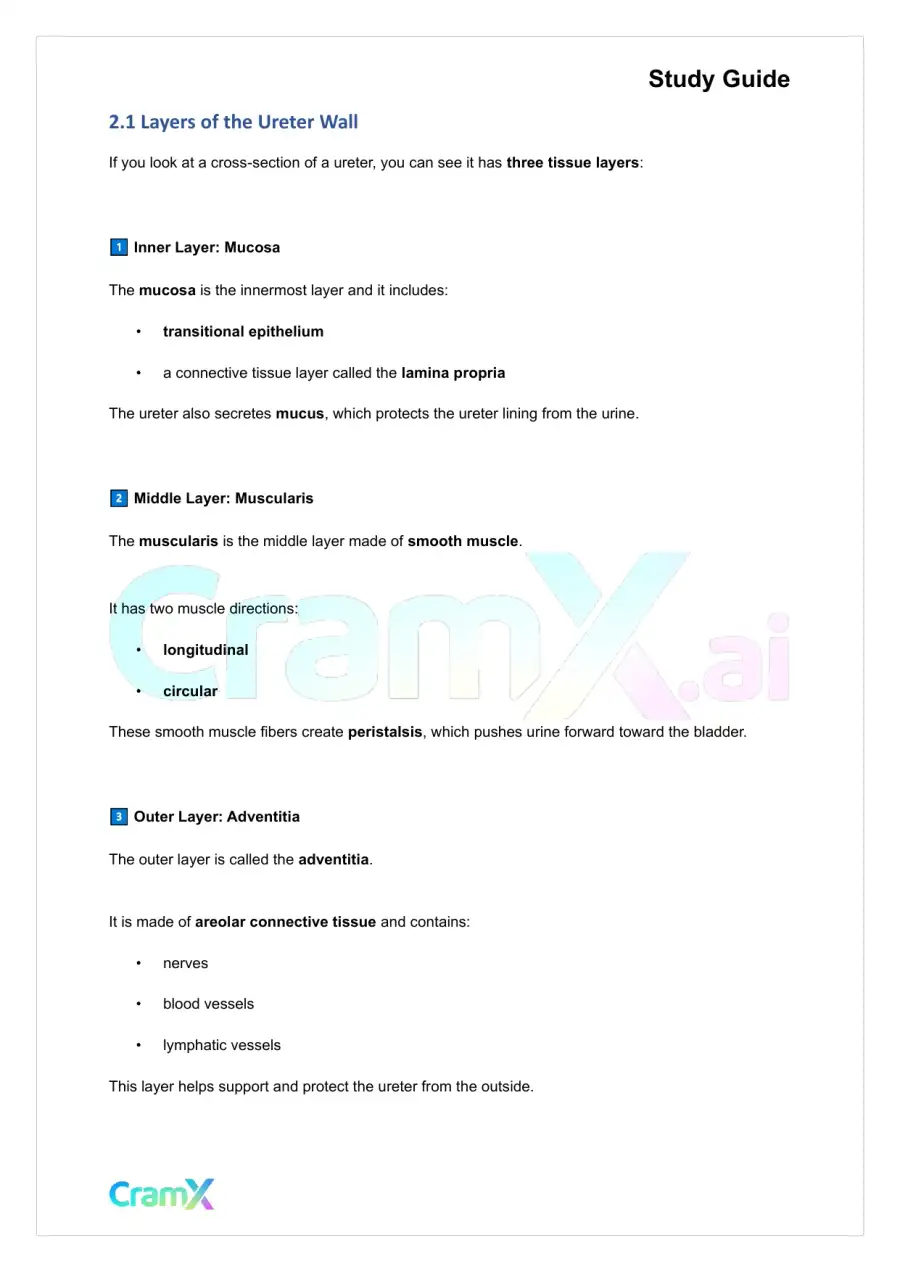 Anatomy and Physiology - The Urinary System, page 3