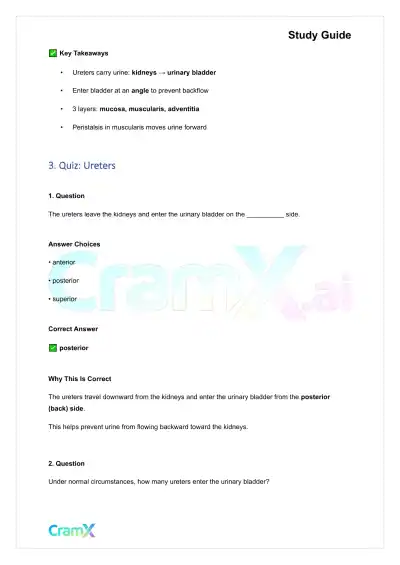 Anatomy and Physiology - The Urinary System - Page 4 preview image