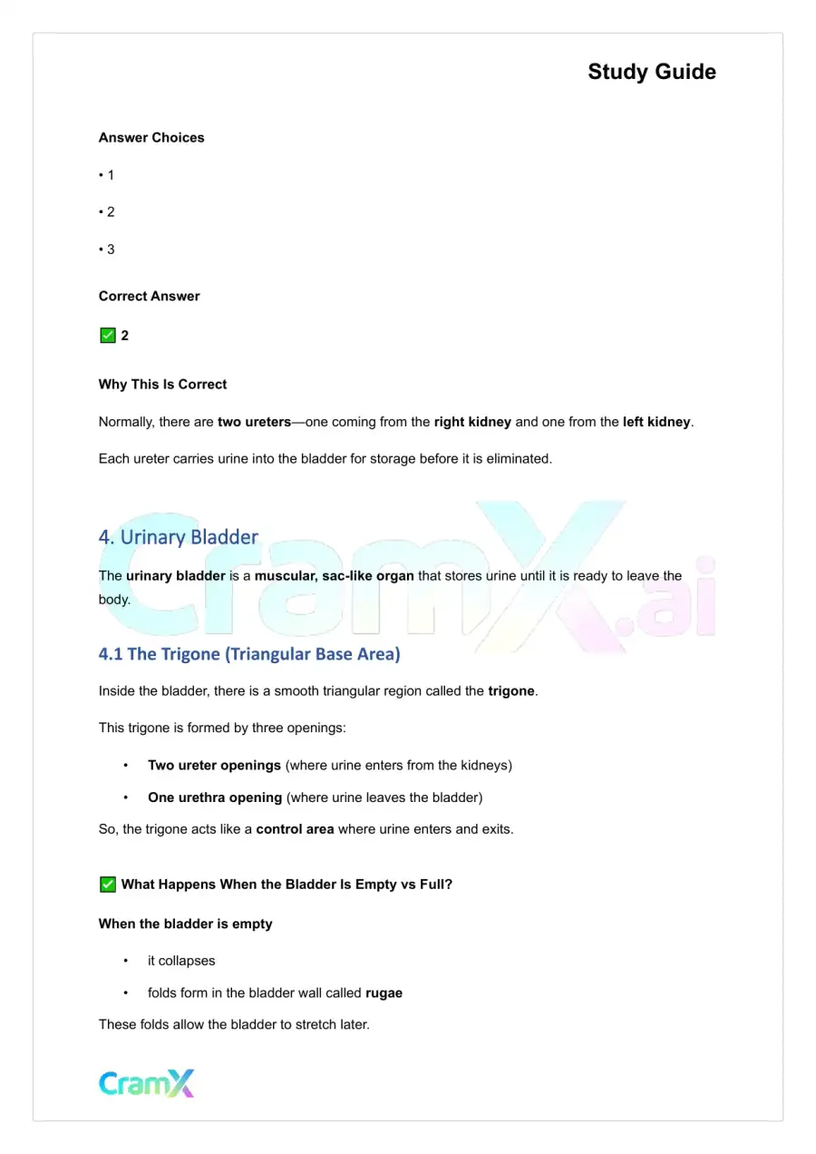 Anatomy and Physiology - The Urinary System, page 5