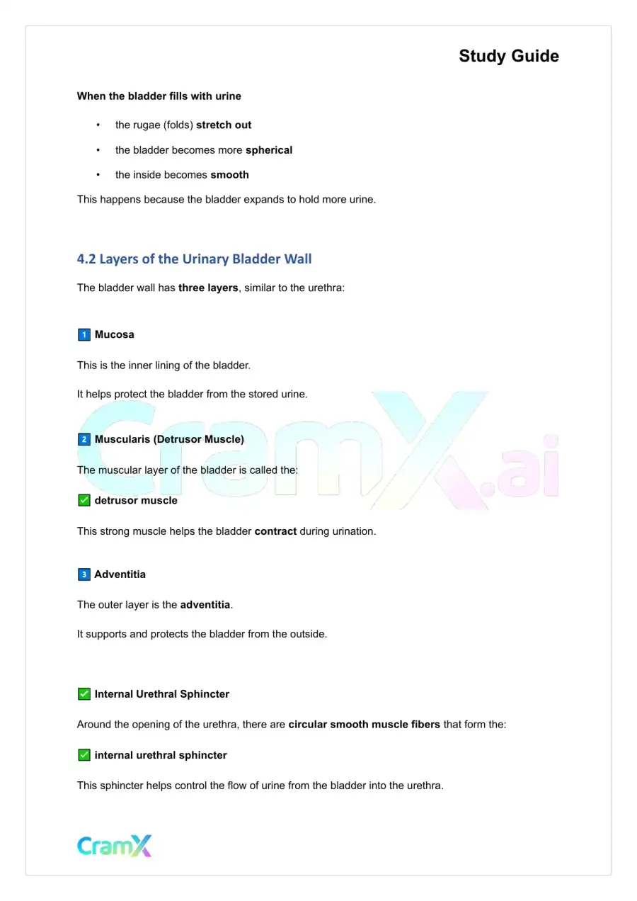 Anatomy and Physiology - The Urinary System, page 6