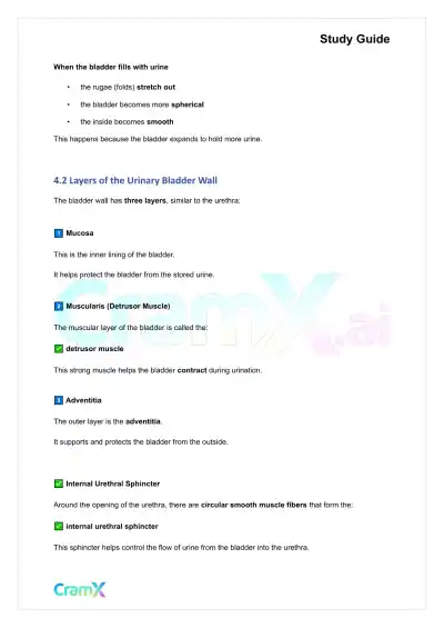 Anatomy and Physiology - The Urinary System - Page 6 preview image