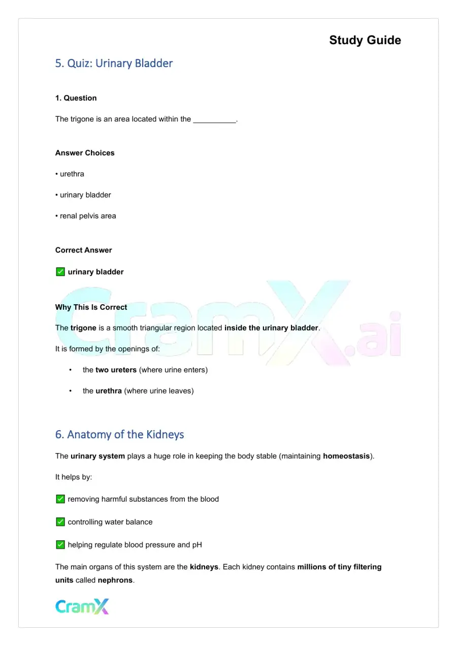 Anatomy and Physiology - The Urinary System, page 7