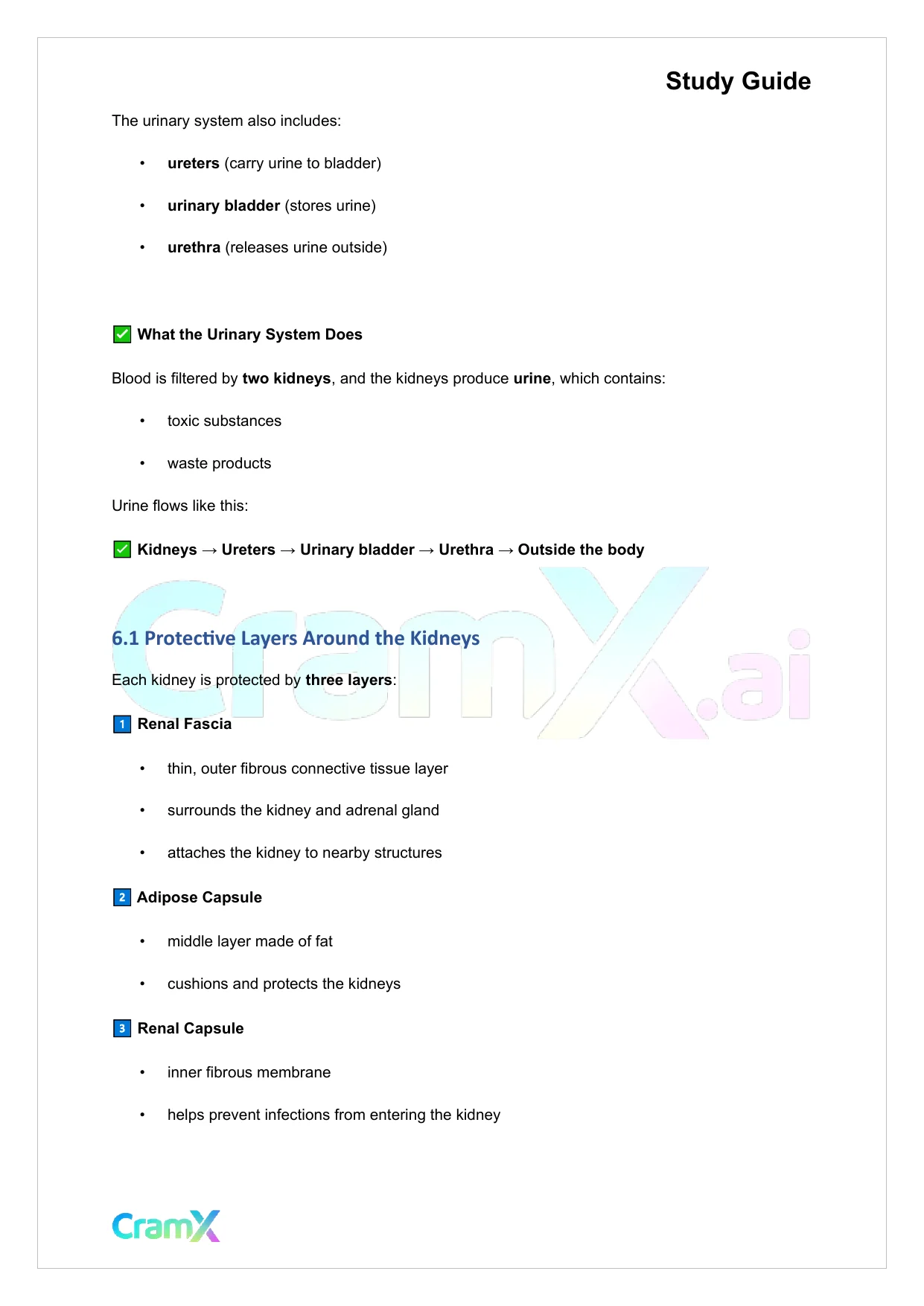 Anatomy and Physiology - The Urinary System - Page 8 preview image