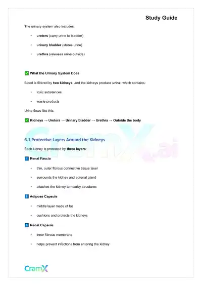 Anatomy and Physiology - The Urinary System - Page 8 preview image