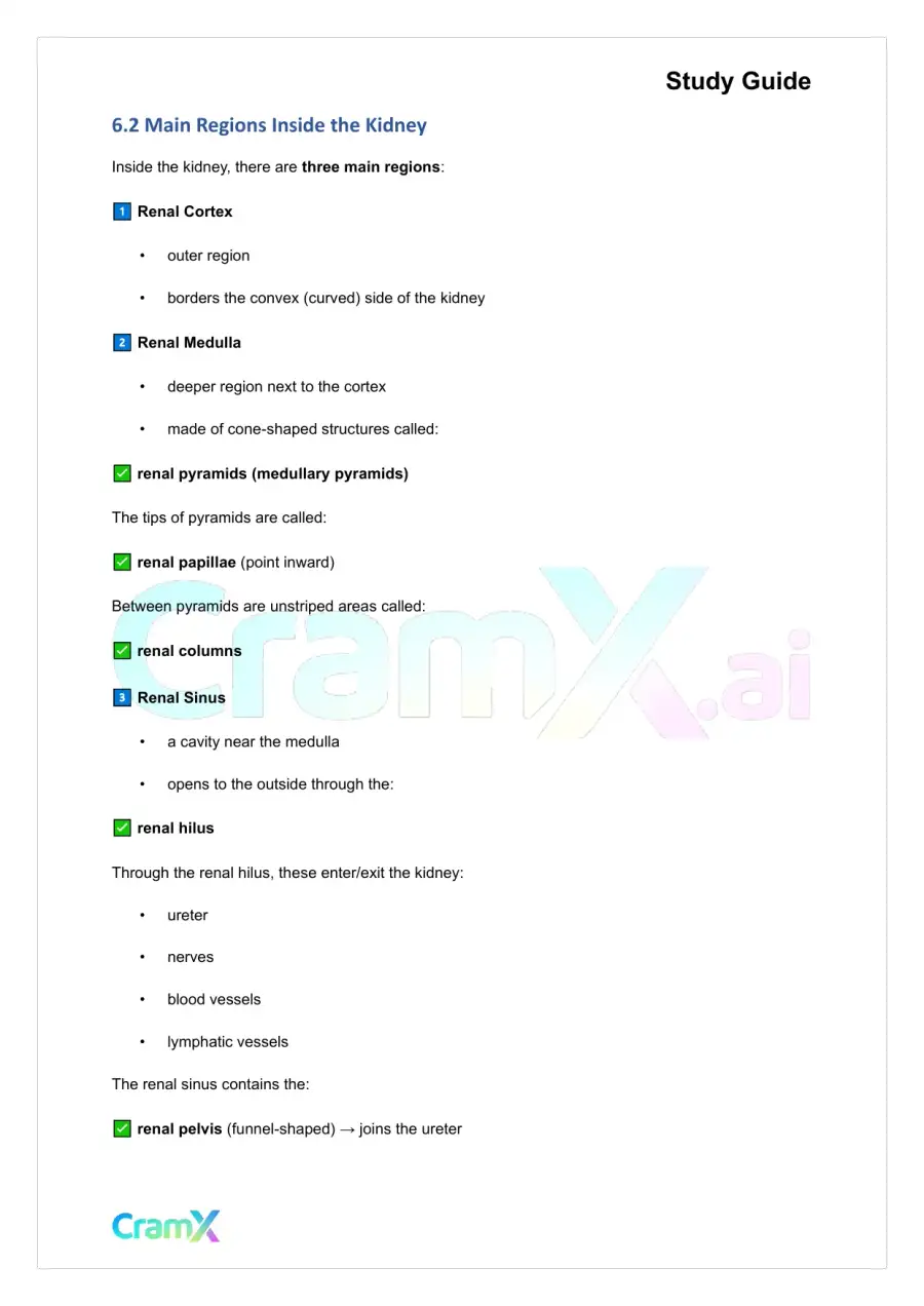 Anatomy and Physiology - The Urinary System, page 9