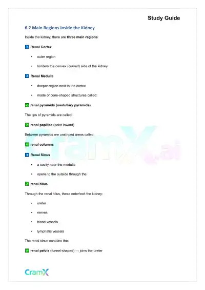 Anatomy and Physiology - The Urinary System - Page 9 preview image