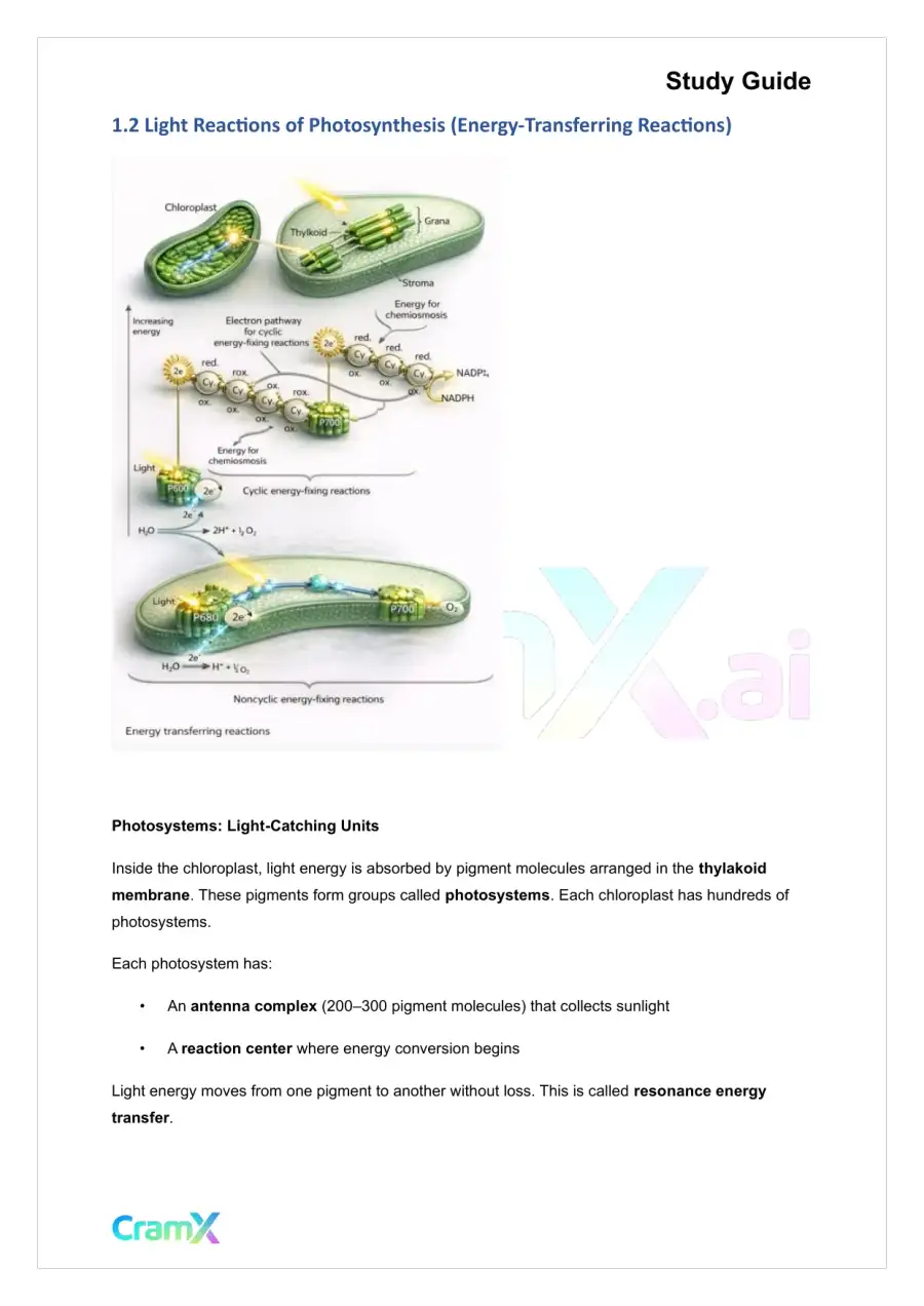 Plant Biology - Photosynthesis, page 2