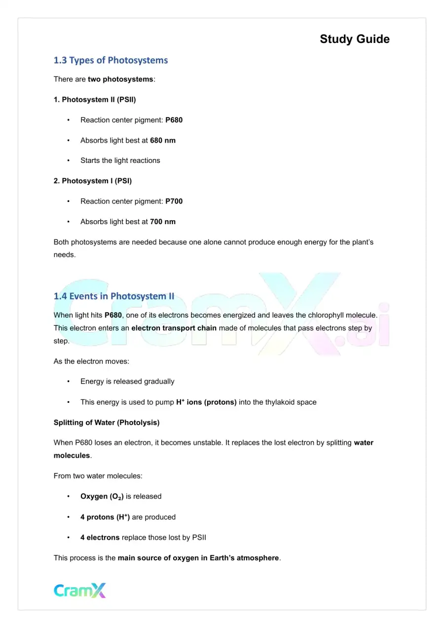 Plant Biology - Photosynthesis, page 3
