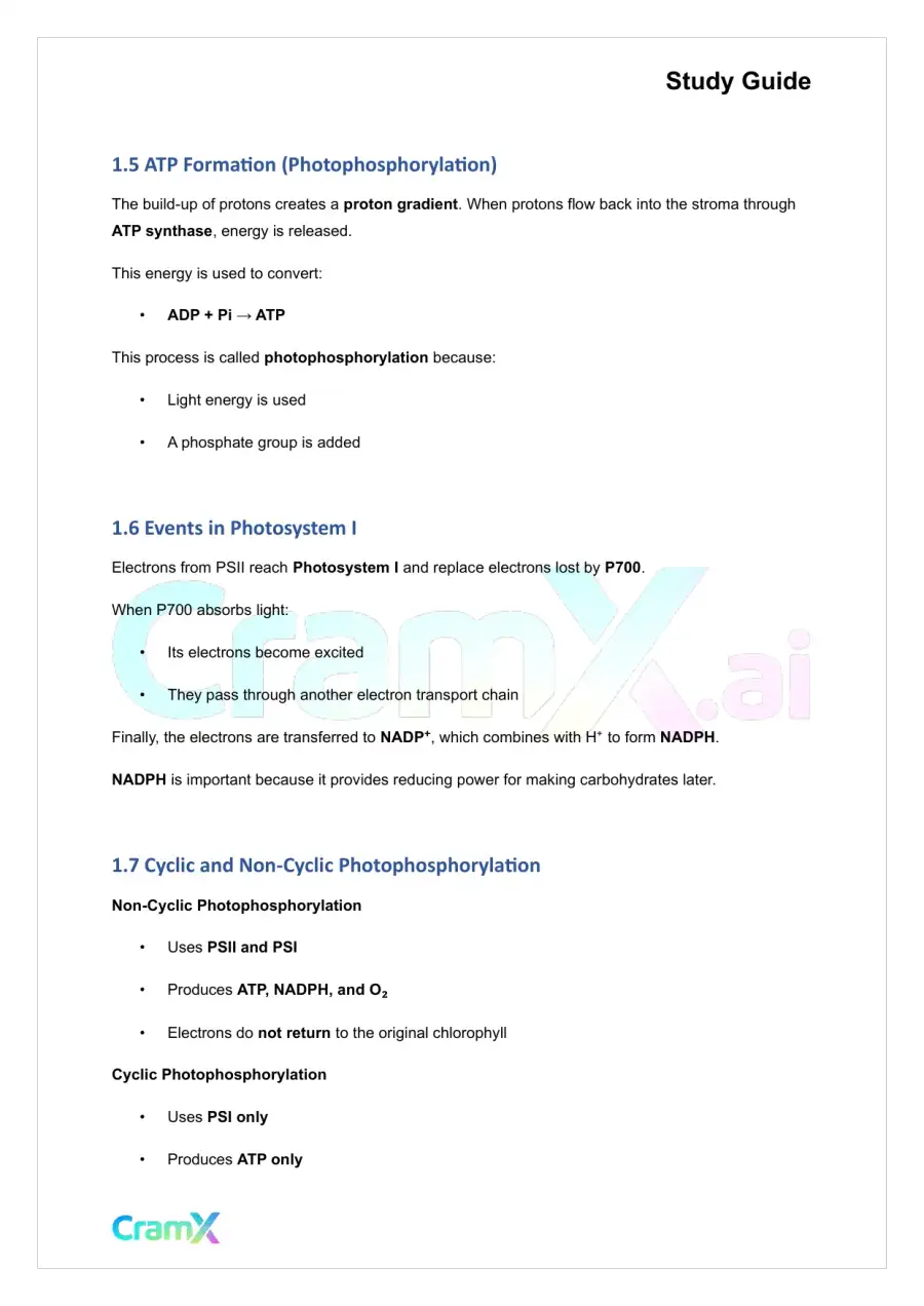 Plant Biology - Photosynthesis, page 4