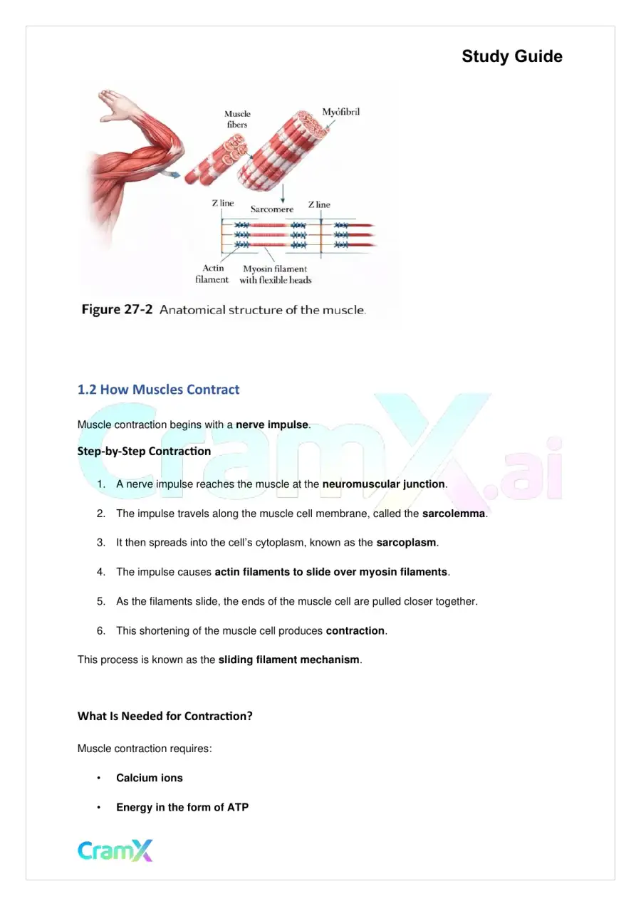 Biology - Support and Movement in Animals, page 2