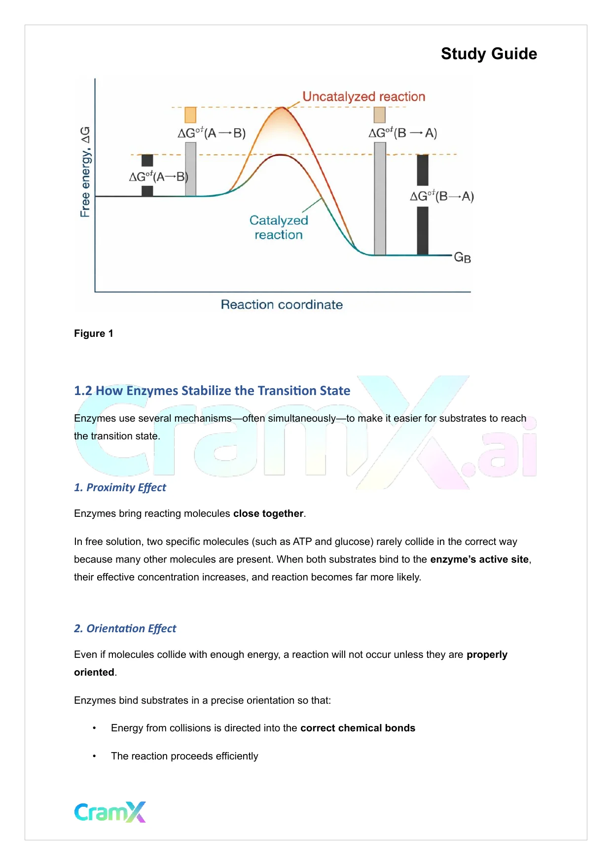 Biochemistry I - Enzymes - Page 2 preview image