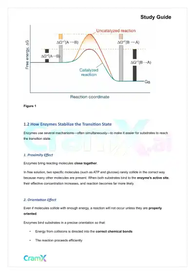 Biochemistry I - Enzymes - Page 2 preview image