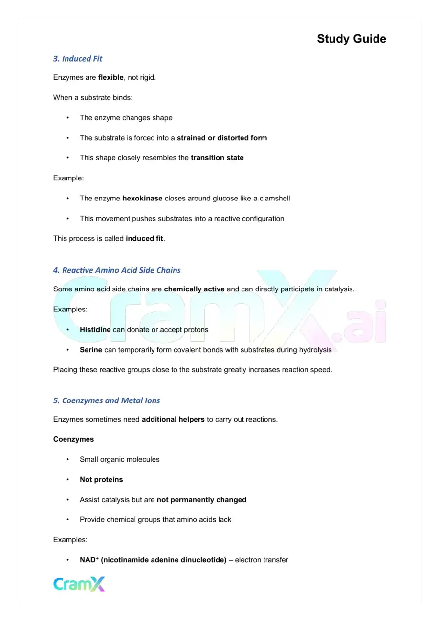 Biochemistry I - Enzymes, page 3