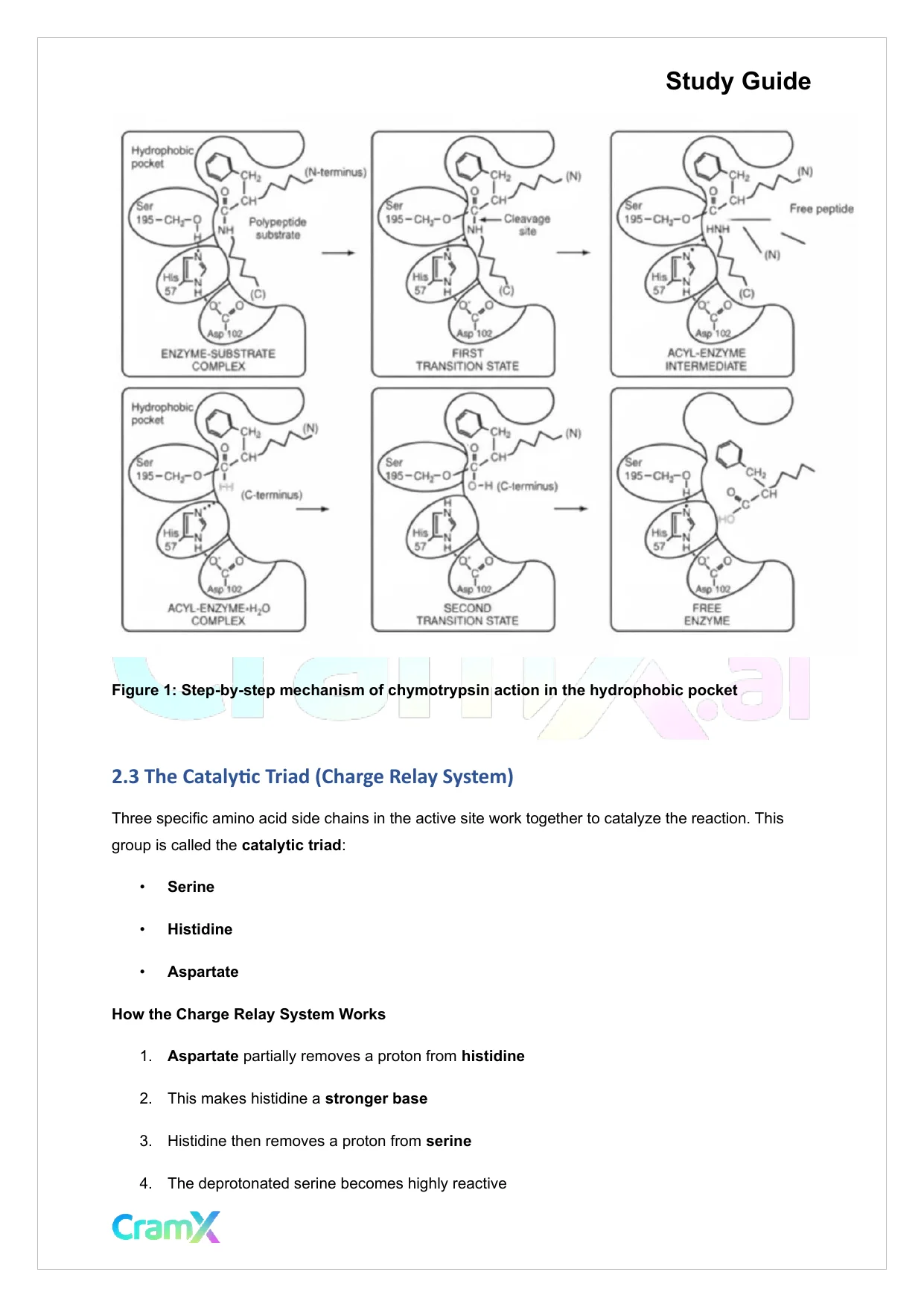 Biochemistry I - Enzymes - Page 9 preview image
